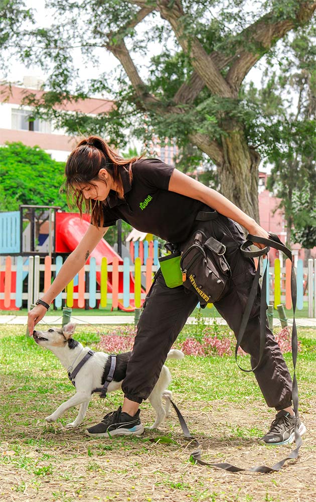 Photo of a dog pulling the leash.